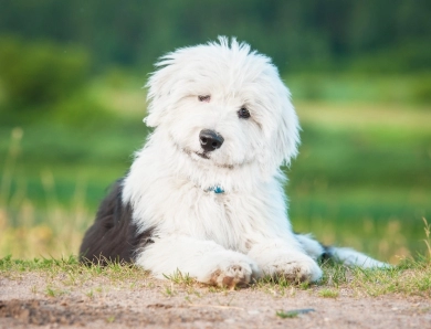 Old English Sheepdog