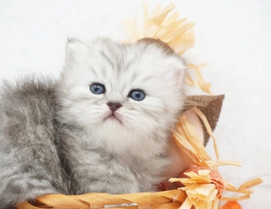 Ember Persian
