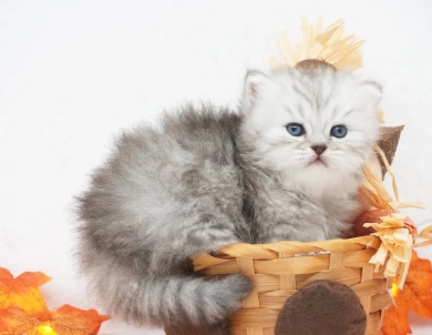 Ember Persian