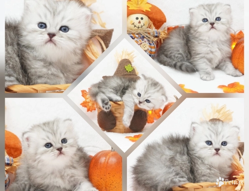 Ember Persian