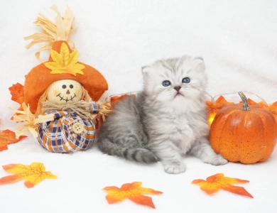 Ember Persian