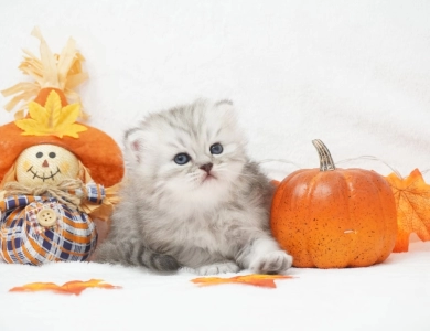 Ember Persian