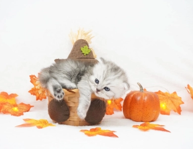Ember Persian