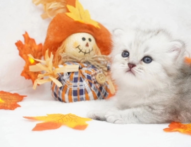 Asher Persian
