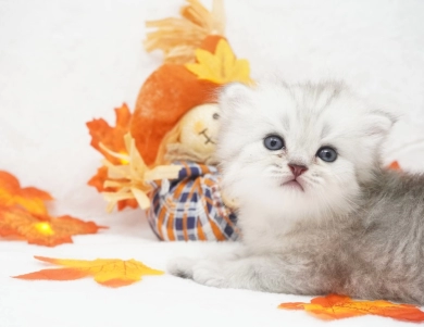 Asher Persian