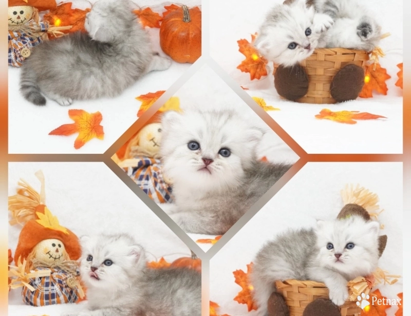 Asher Persian