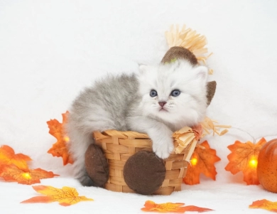 Asher Persian