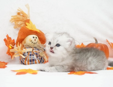 Asher Persian