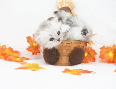 Asher Persian
