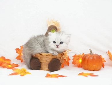 Asher Persian