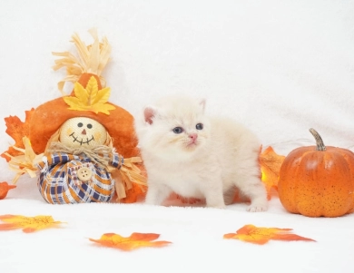 Dobby Persian