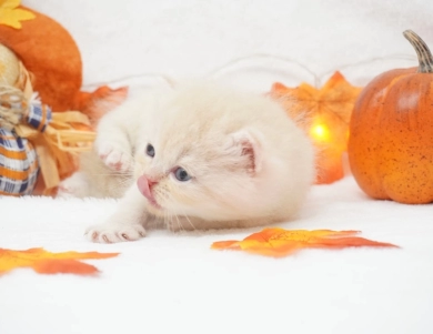 Dobby Persian