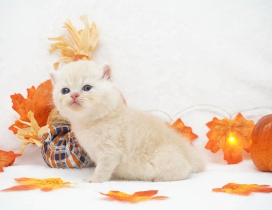 Dobby Persian
