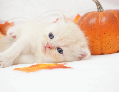 Dobby Persian