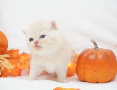 Dobby Persian