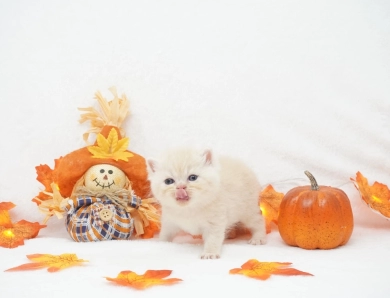 Dobby Persian