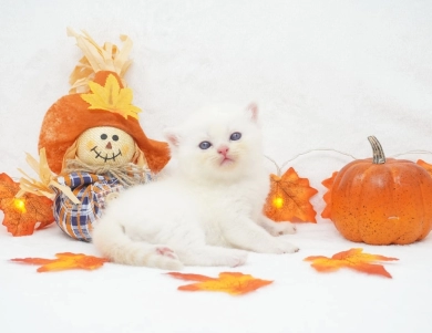Ripley Persian