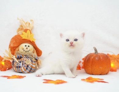 Ripley Persian