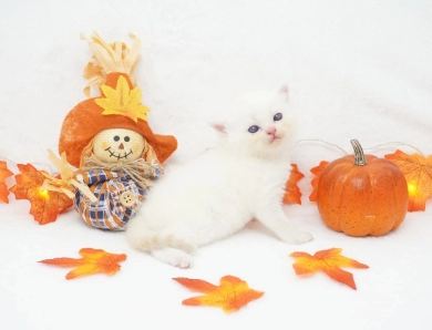 Ripley Persian