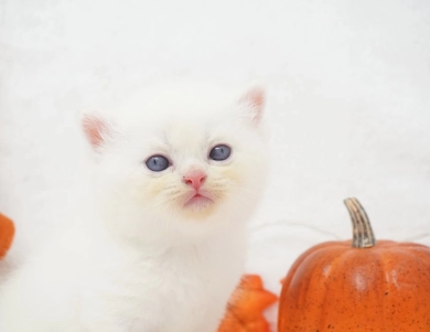 Ripley Persian