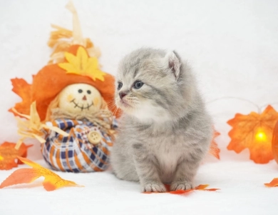 Bliss Persian