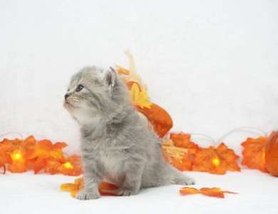 Bliss Persian