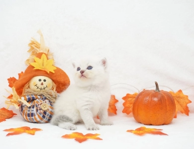 Hondo Persian
