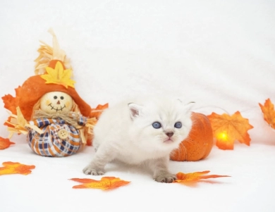 Dodger Persian