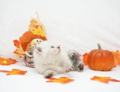Dodger Persian