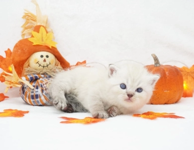 Dodger Persian