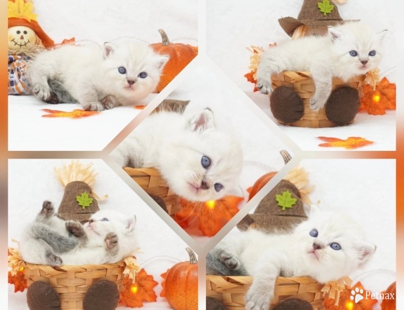 Dodger Persian