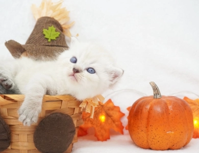 Dodger Persian