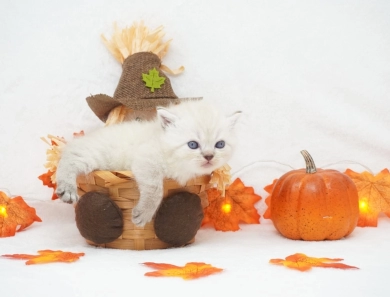 Dodger Persian