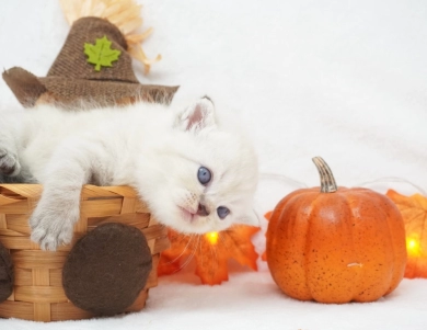 Dodger Persian