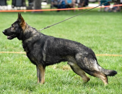 X-Man X-Man German Shepherd