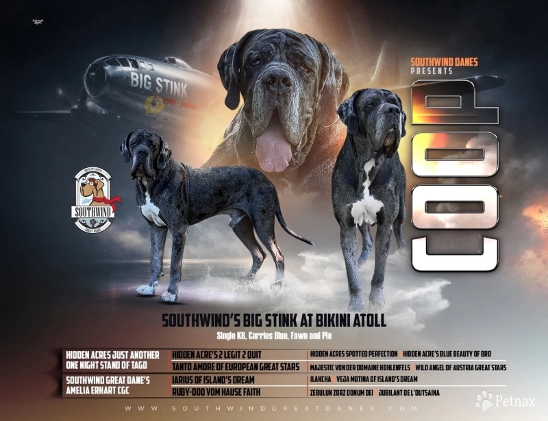 Coop Great Dane