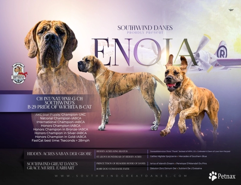 Enola Great Dane