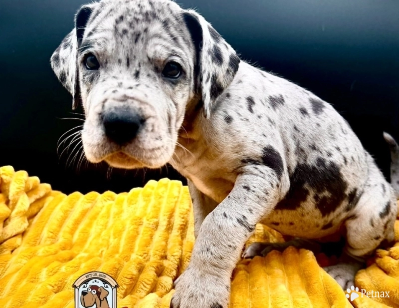 Kissy Great Dane