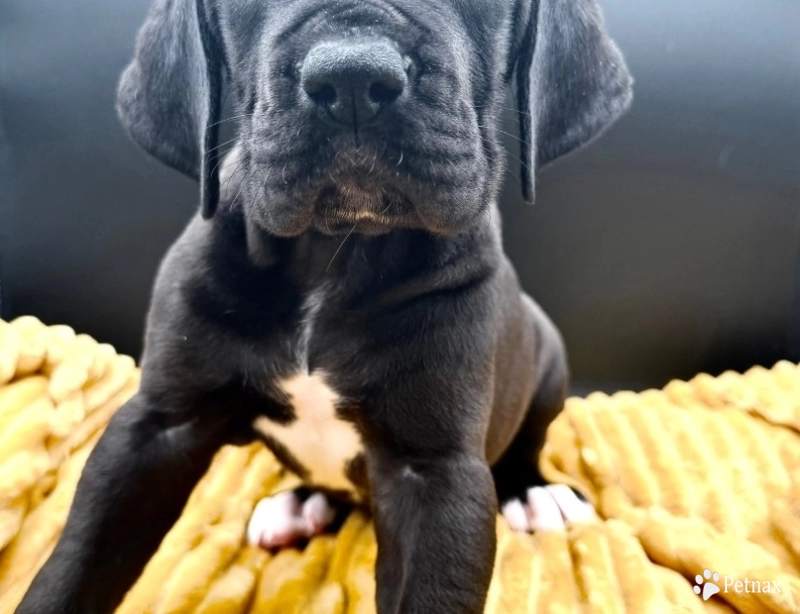 Bunty Great Dane