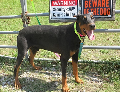 WAYLON VIII WAYLON VIII Doberman Pinscher
