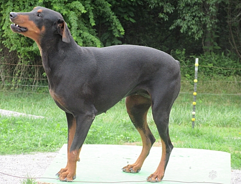 BEAST OF BURDENS TWELFTH OF NEVER Doberman Pinscher