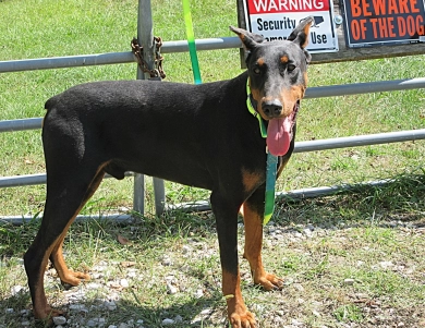 NITRO NITRO Doberman Pinscher