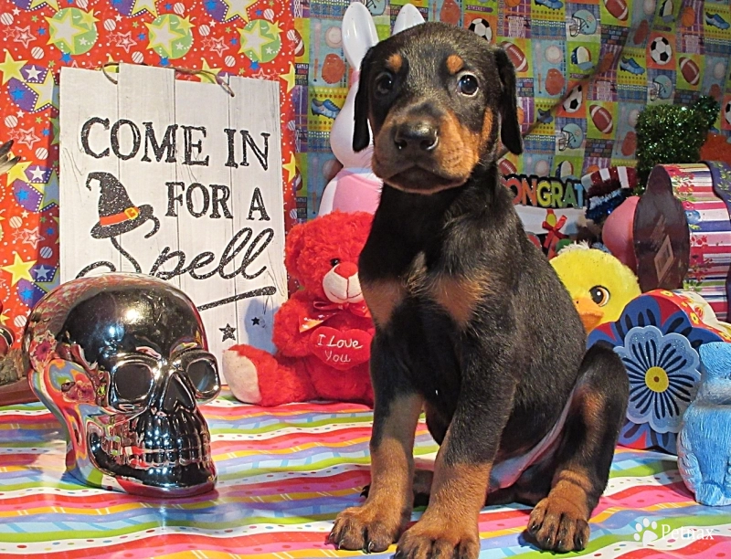 NITRO Doberman Pinscher