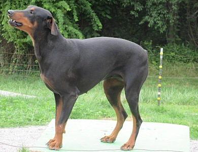 NITRO NITRO Doberman Pinscher