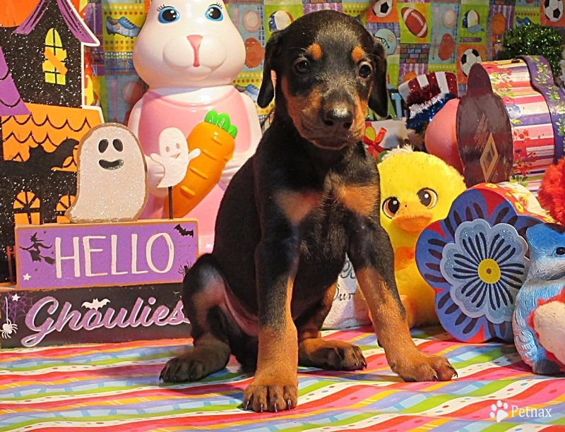 SHARONA Doberman Pinscher