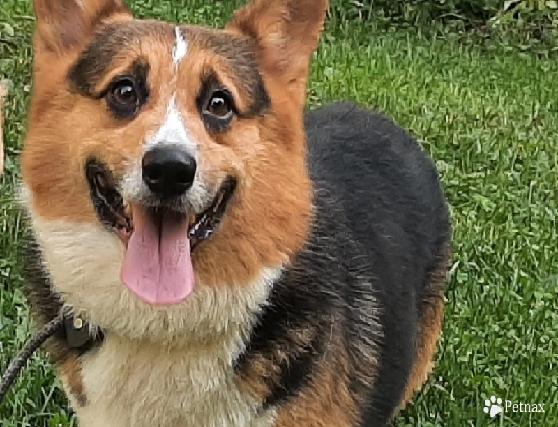 Indy Bear Pembroke Welsh Corgi