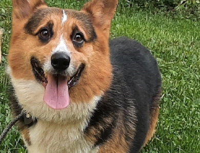 Indy Bear