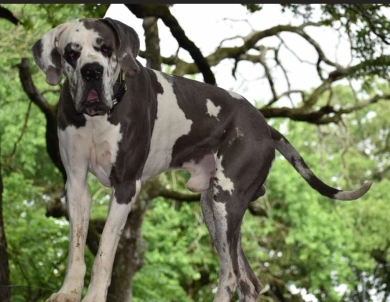 Hollywood Jack Hollywood Jack Great Dane