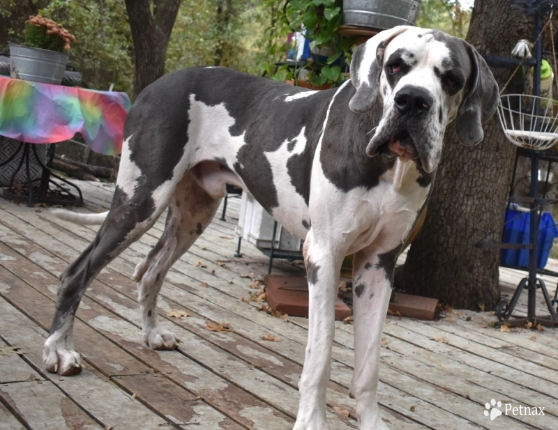 Hollywood Jack Great Dane
