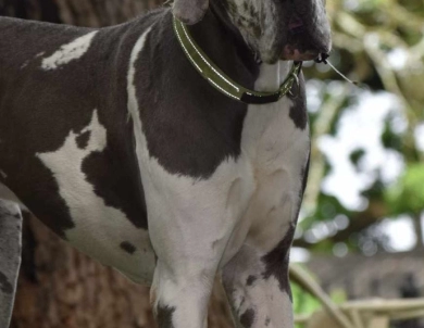 Hollywood Jack Hollywood Jack Great Dane